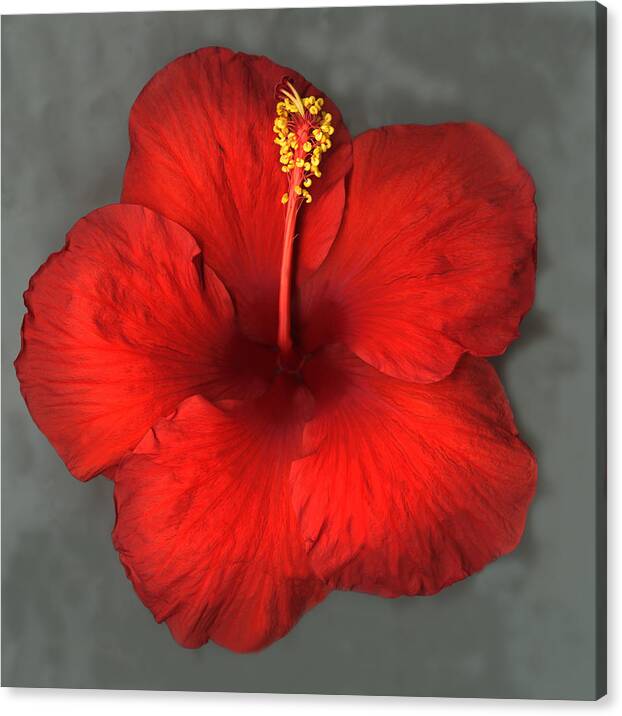 Red hibiscus on grey, Original Photography, Wall art, Stretched Canvas, red Christmas decor, Single red flower Fine Art Giclee PRINT, susanna shap