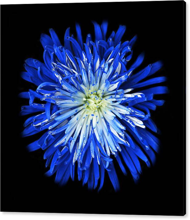 Blue flower Original Photography, Wall art, Stretched Canvas, Blue Christmas decor, Fine Art Giclee PRINT, by susanna shap