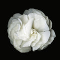 White Petunia Original Black and white Photography Decor Wall art on Stretched Canvas, large Floral Fine Art Giclee PRINTS-by Susanna shap