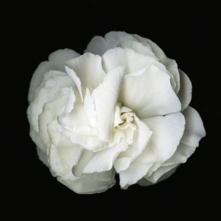 White Petunia Original Black and white Photography Decor Wall art on Stretched Canvas, large Floral Fine Art Giclee PRINTS-by Susanna shap