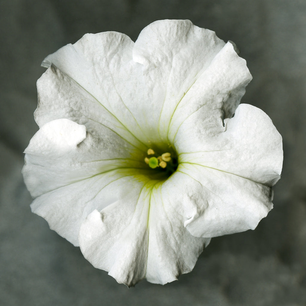 White petunia No.2, Original Photography, Wall art home decor, Stretched Canvas, Large Single White flower Fine Art Giclee PRINT