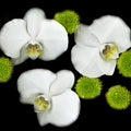 White orchids, Original black white & green Photography, Wall art home decor, Stretched Canvas, Fine Art Giclee PRINT by susanna shap