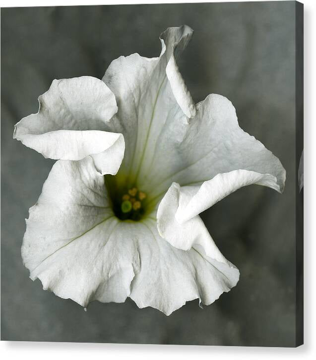 White petunia No.1, Original Photography, Wall art home decor, Stretched Canvas, Large Single White flower Fine Art Giclee PRINT