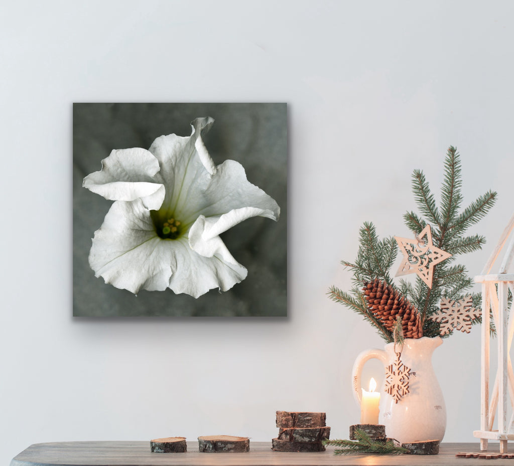White petunia No.1, Original Photography, Wall art home decor, Stretched Canvas, Large Single White flower Fine Art Giclee PRINT