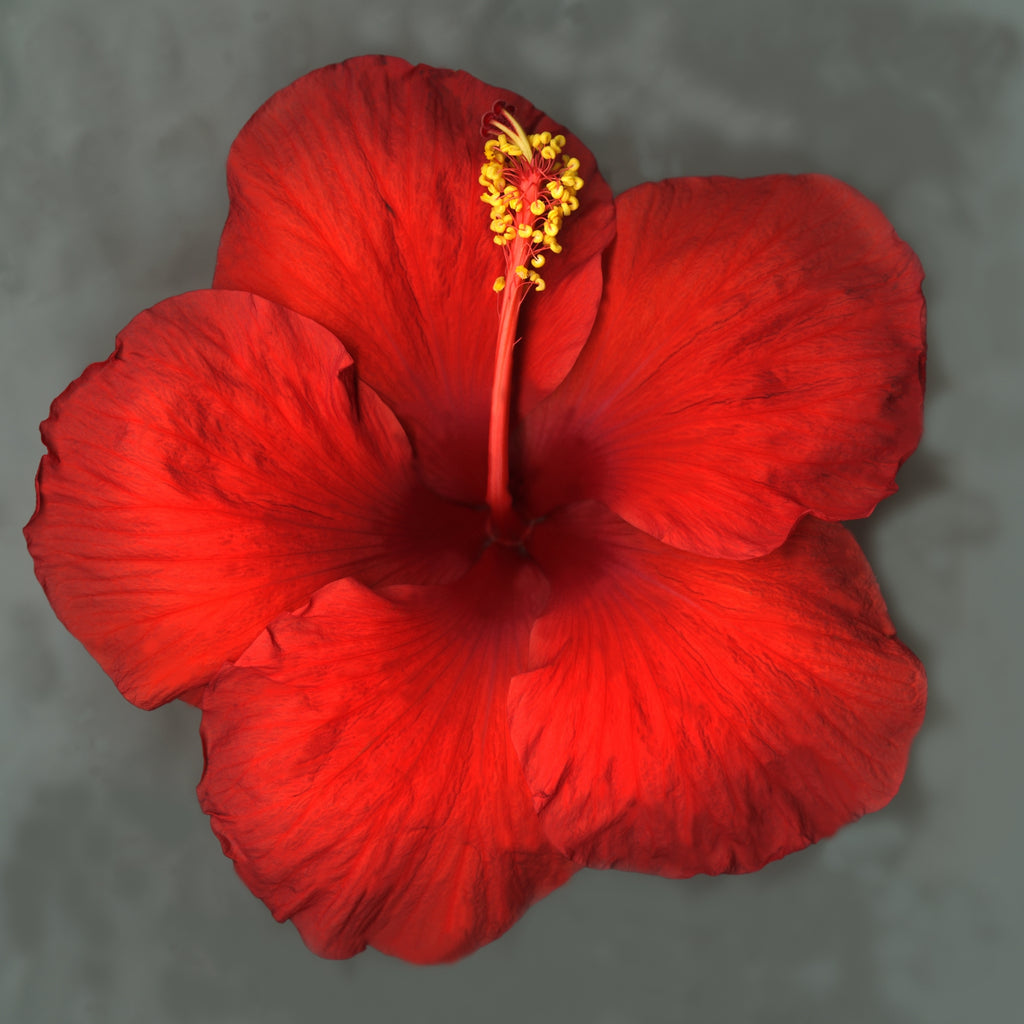 Red hibiscus on grey, Original Photography, Wall art, Stretched Canvas, red Christmas decor, Single red flower Fine Art Giclee PRINT, susanna shap