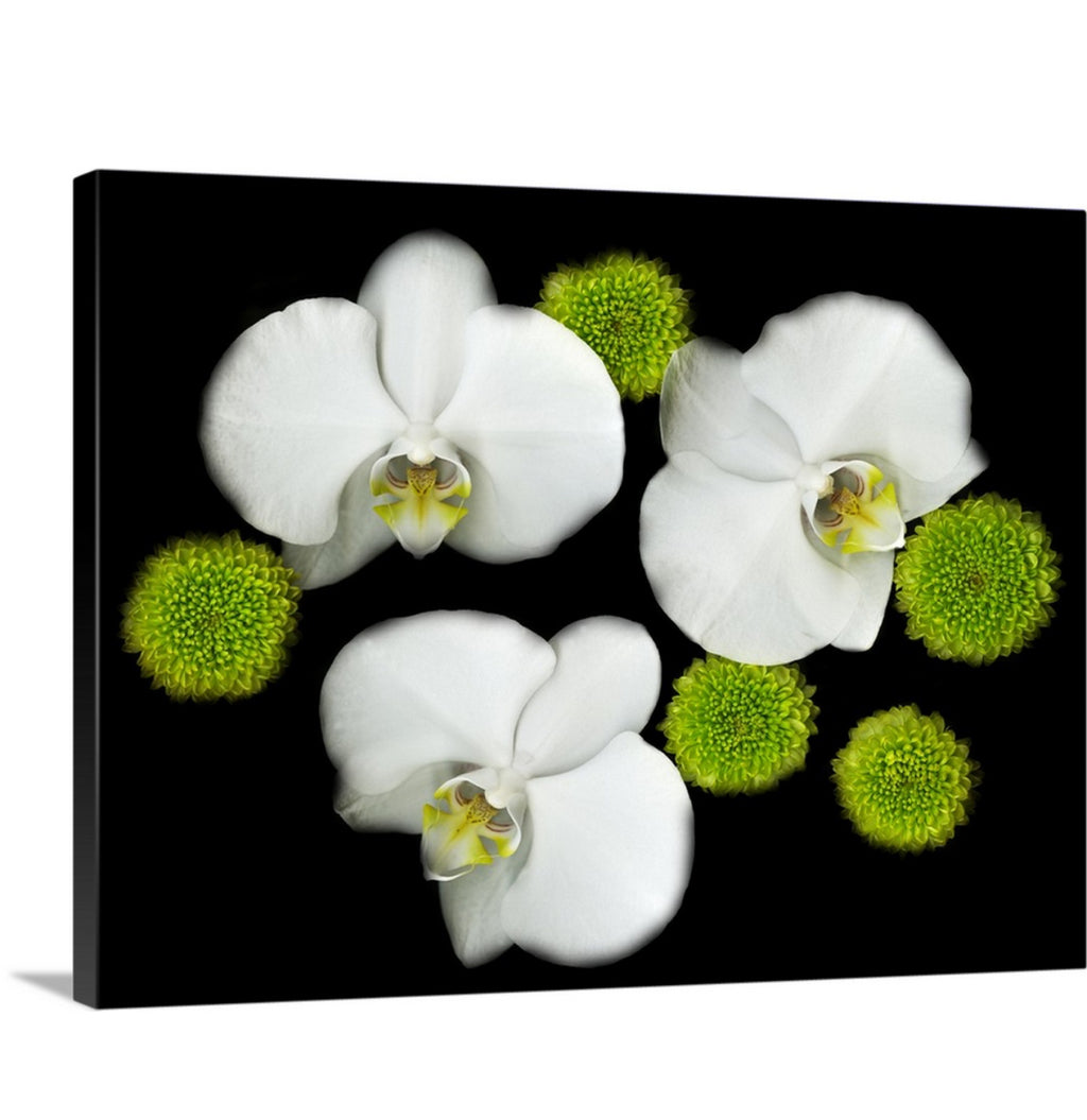 White orchids, Original black white & green Photography, Wall art home decor, Stretched Canvas, Fine Art Giclee PRINT by susanna shap