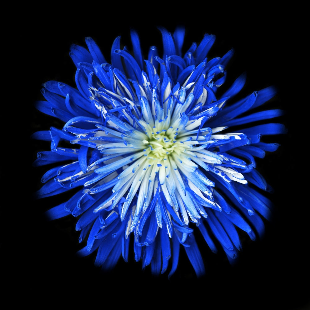 Blue flower Original Photography, Wall art, Stretched Canvas, Blue Christmas decor, Fine Art Giclee PRINT, by susanna shap