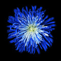 Blue flower Original Photography, Wall art, Stretched Canvas, Blue Christmas decor, Fine Art Giclee PRINT, by susanna shap