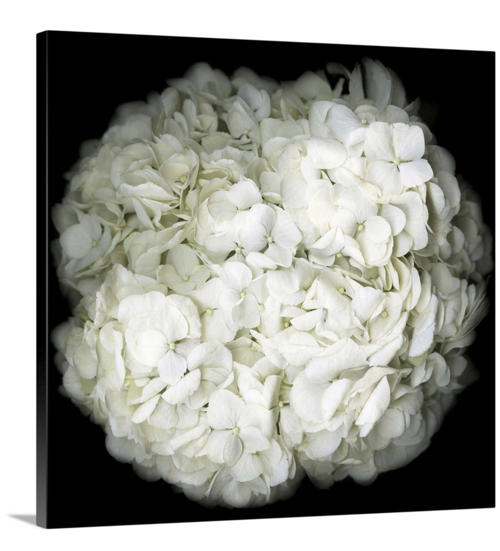 White hydrangea Original Black and white Photography Decor Wall art on Stretched Canvas, large Floral Fine Art Giclee PRINTS-by Susanna shap