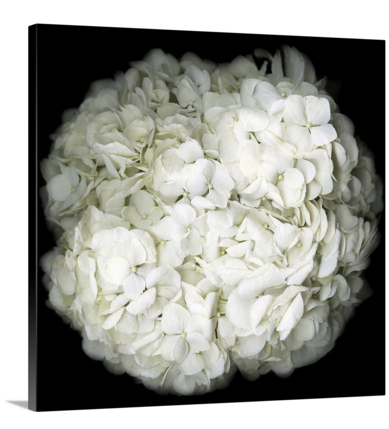 White hydrangea Original Black and white Photography Decor Wall art on Stretched Canvas, large Floral Fine Art Giclee PRINTS-by Susanna shap