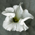 White petunia No.1, Original Photography, Wall art home decor, Stretched Canvas, Large Single White flower Fine Art Giclee PRINT