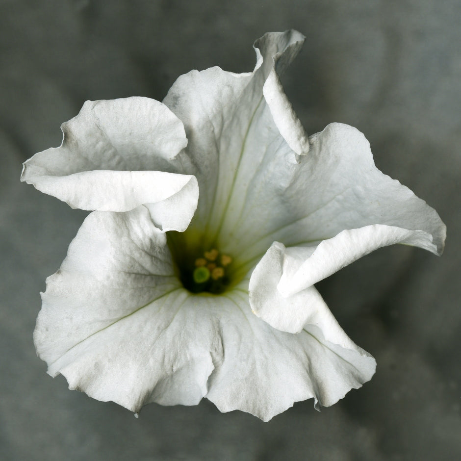 White petunia No.1, Original Photography, Wall art home decor, Stretched Canvas, Large Single White flower Fine Art Giclee PRINT
