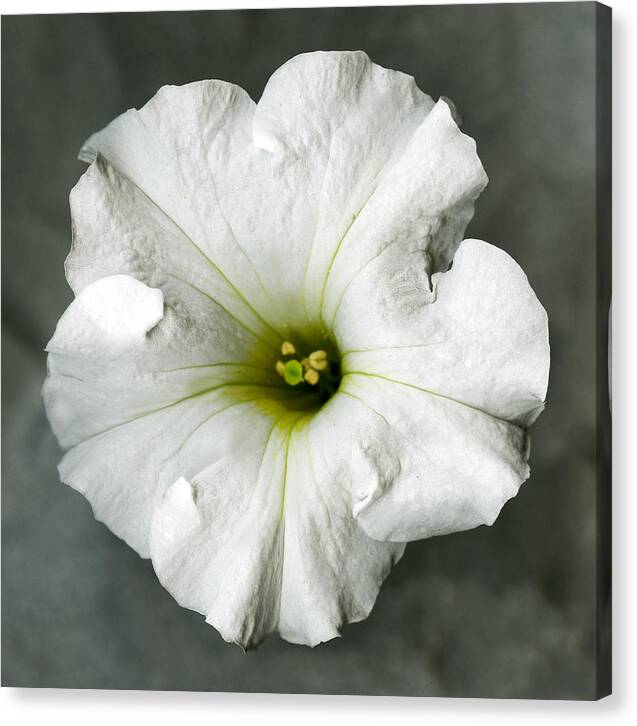 White petunia No.2, Original Photography, Wall art home decor, Stretched Canvas, Large Single White flower Fine Art Giclee PRINT