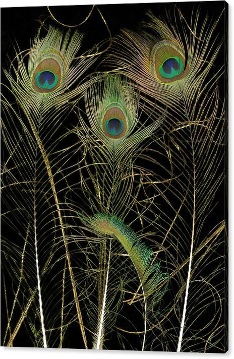 Peacock feathers, Original Photography, Wall art decor, Stretched Canvas, Fine Art Giclee PRINT, Small-X large, Susanna Shap