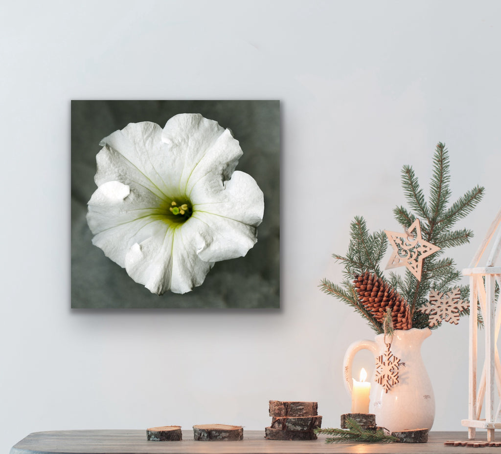White petunia No.2, Original Photography, Wall art home decor, Stretched Canvas, Large Single White flower Fine Art Giclee PRINT