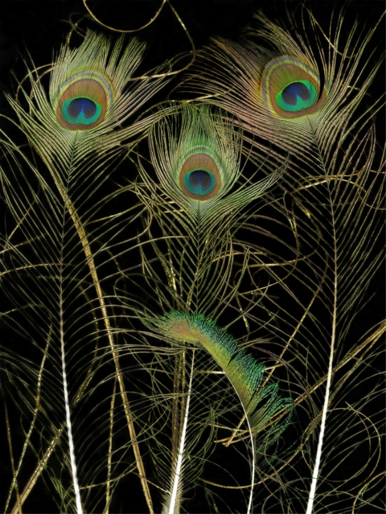 Peacock feathers, Original Photography, Wall art decor, Stretched Canvas, Fine Art Giclee PRINT, Small-X large, Susanna Shap