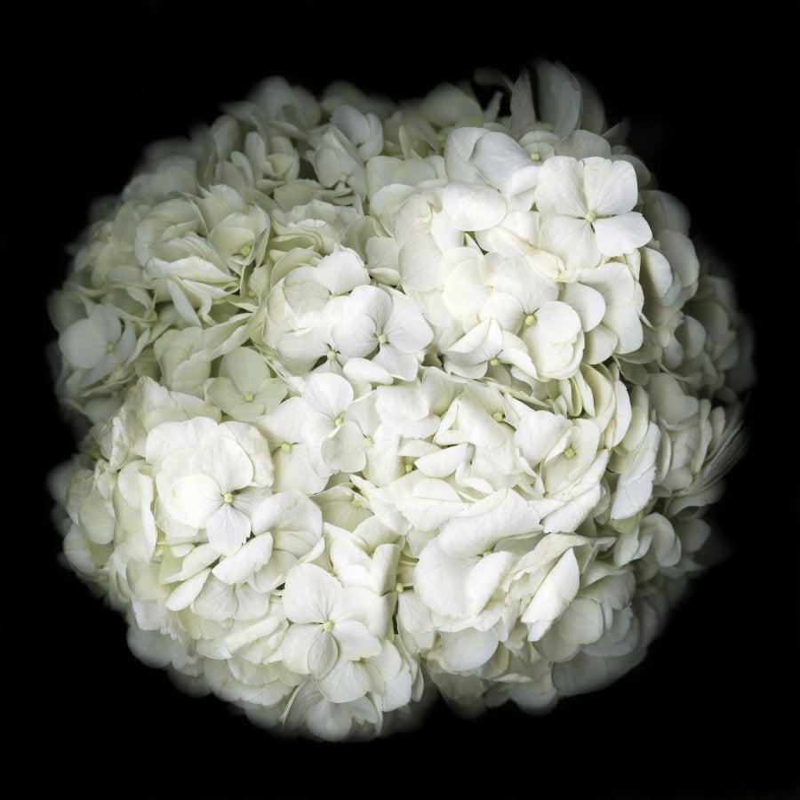 White hydrangea Original Black and white Photography Decor Wall art on Stretched Canvas, large Floral Fine Art Giclee PRINTS-by Susanna shap