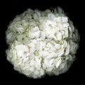 White hydrangea Original Black and white Photography Decor Wall art on Stretched Canvas, large Floral Fine Art Giclee PRINTS-by Susanna shap