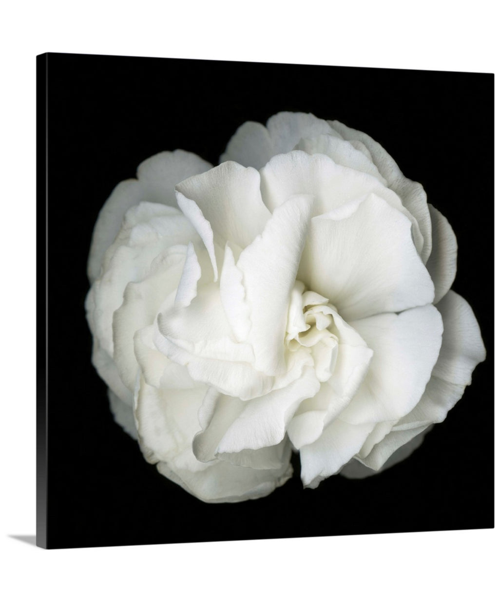 White Petunia Original Black and white Photography Decor Wall art on Stretched Canvas, large Floral Fine Art Giclee PRINTS-by Susanna shap