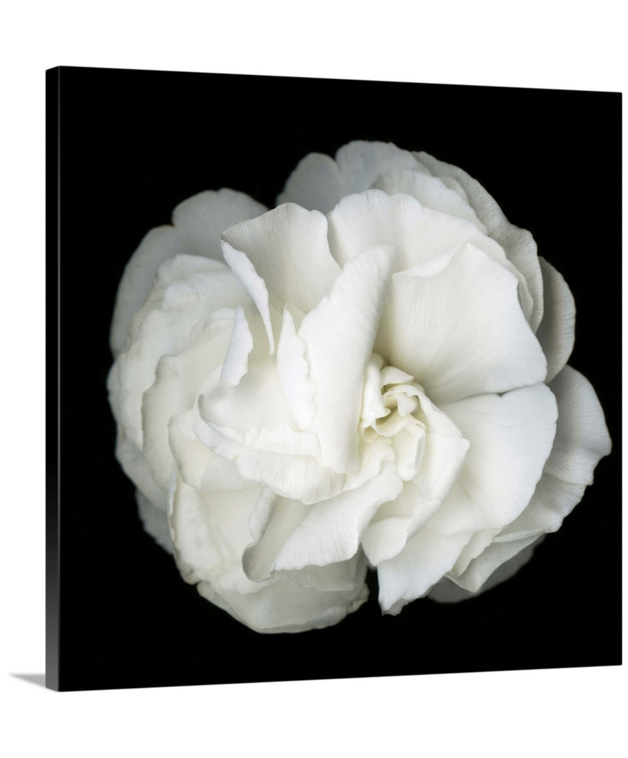White Petunia Original Black and white Photography Decor Wall art on Stretched Canvas, large Floral Fine Art Giclee PRINTS-by Susanna shap