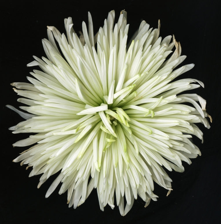 White Flower Original Black and white Photography, Wall art on Stretched Canvas,Floral artwork sm-large Fine Art Giclee PRINTS susanna shap