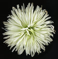 White Flower Original Black and white Photography, Wall art on Stretched Canvas,Floral artwork sm-large Fine Art Giclee PRINTS susanna shap